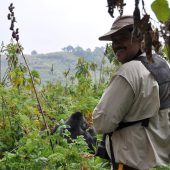  Curtis Sneaking Up Behind That Silverback Gorilla (Congo)